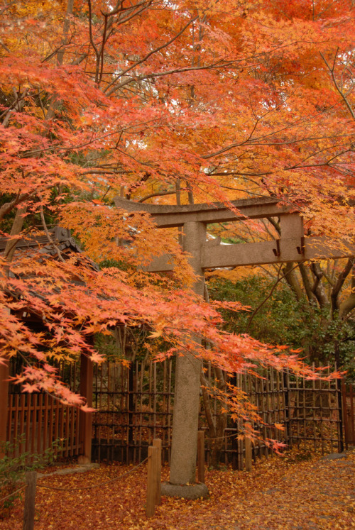 Renge-ji Temple and Gardens, KyotoBy : np&amp;djjewell