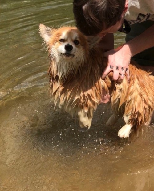 Unamused corgi is unamused