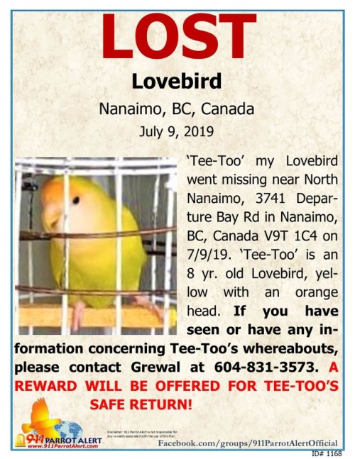 LOST - LOVEBIRD, &lsquo;Tee-Too&rsquo;, 7/9/19, 3741 Departure Bay Rd, NANAIMO, BC, CANADA V