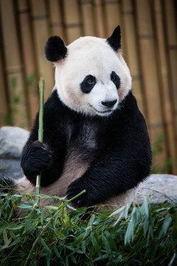 llbwwb:  Bamboo Feast by Justin Lo