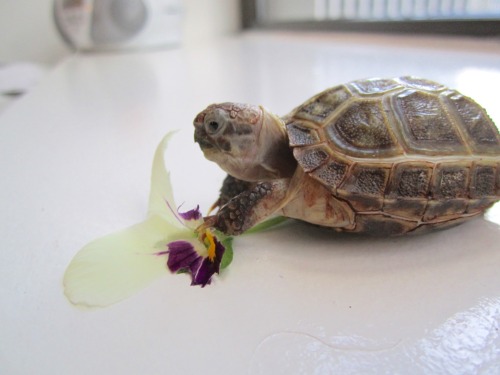 thewhimsyturtle:  November Nostalgia  Back in July, Mommy came across a bunch of pansies while she was out and about.  She picked one just for me!  I was so excited I stuffed my face like there was no tomorrow! 