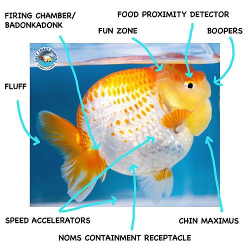 Anatomy of a Ranchu Goldfish