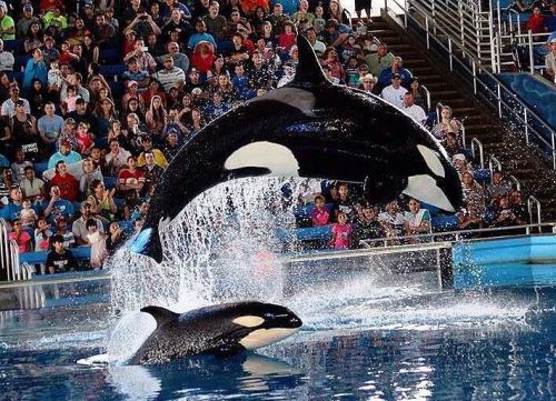 Gender: FemalePod: N/APlace of Capture: Born at SeaWorld of TexasDate of Capture: Born December 6, 2