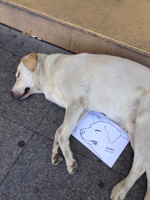 posts-that-only-suck-a-little:someone drew a portrait of this sleeping dog and gave it to him. amazi