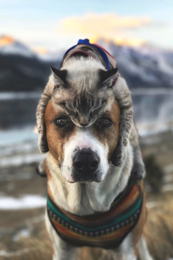 lsleofskye:  Don't worry Henry, I'll keep your ears warm 👌 | henrythecoloradodog