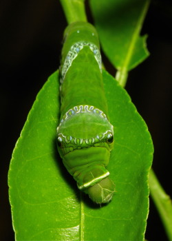 Sinobug:  Final Instar Great Mormon Butterfly Caterpillar (Papilio Memnon, Papilionidae)