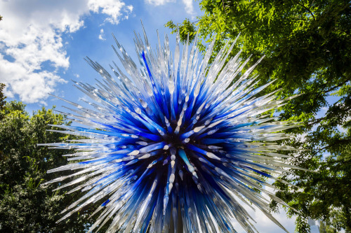 We’re just seven months away from the April 22, 2017 opening of CHIHULY at NYBG—the first majo