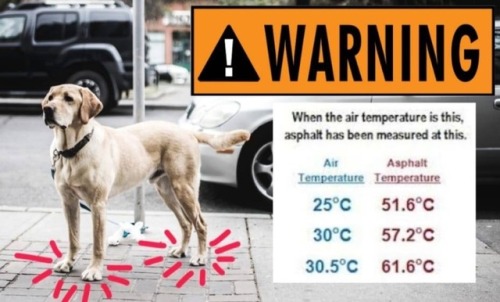 please, please , please DO NOT let your dog in the car!!!!!