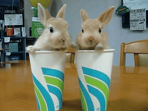 gobroadway:  bunnies in tea cups 🐇☕️ porn pictures