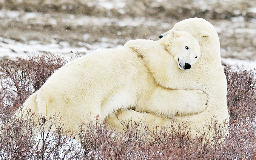 The best hugs are bear hugs