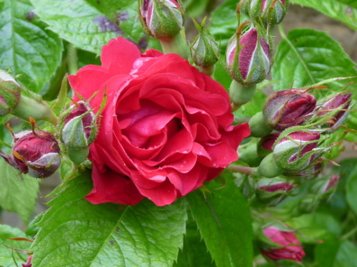 So today is June 9th, and my Paul’s Scarlet rose is in bloom to remind me that today is also P