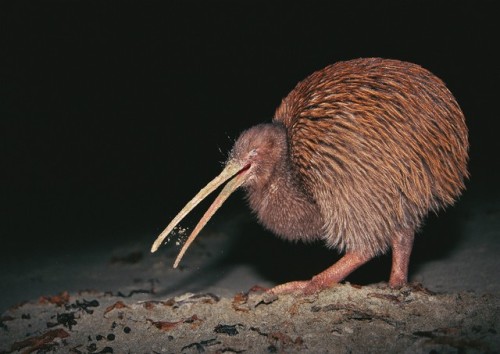 ainawgsd: Kiwi Kiwi or kiwis are flightless porn pictures