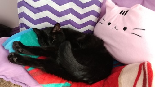 ryn-n-pets:Leggies OUT