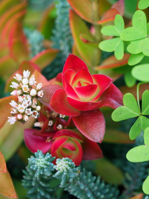 markunsan: Crassula capitella ‘Camp Fire’