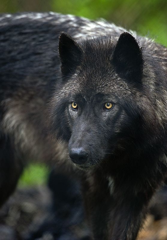 spiritofthewoodlands:  Wolf 11by Dan Newcomb Photography on Flickr 