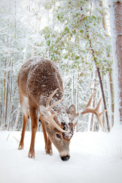 wonderous-world:  Snow Day by Michael Higgins 