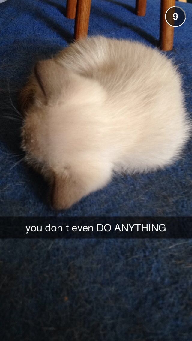 gsdpup:
“ my new siamese kitten came inside for the first time today
”