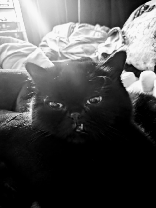 My Cat
