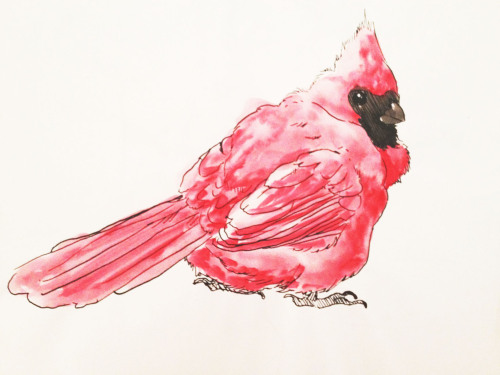 wisdomspearl:A little chunky red bird I did in ink I am reblogging this so my friend tiny articuno c