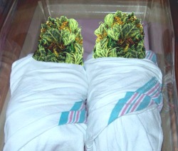 stonerthings:  &ldquo;Congratulations they are both 14 grams and healthy&rdquo;