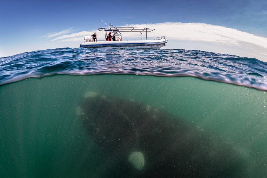 iwanttobeafirefly:  best-of-imgur:  Awesome shot of a whale underwater.http://best-of-imgur.tumblr.com
