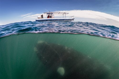 sixpenceee:  The ocean can be a dangerous porn pictures