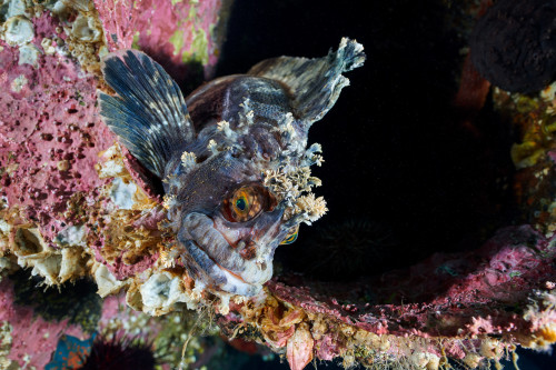 end0skeletal-undead: 1. Red King Crab, Paralithodes camtschaticus2. Japanese Warbonnet, Chirolophis 