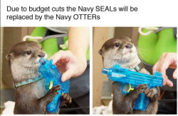 lolfactory:  That’s otter-ly insane [source]Amazon: 12 Days of Deals and sales on holiday toys, electronics, video games, jewelry…