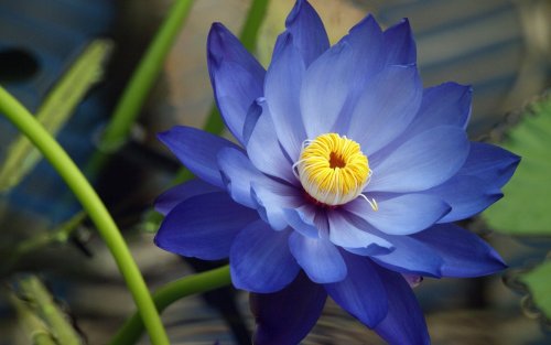 dharmabumblr:  “ The lotus flower forms the principles of the Eightfold Path, one of the highest teachings of Lord Buddha. In Buddhism, it is the symbol of purity, faithfulness, and spiritual awakening. The flower lifts itself above the muddy water,