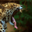 jaguar: