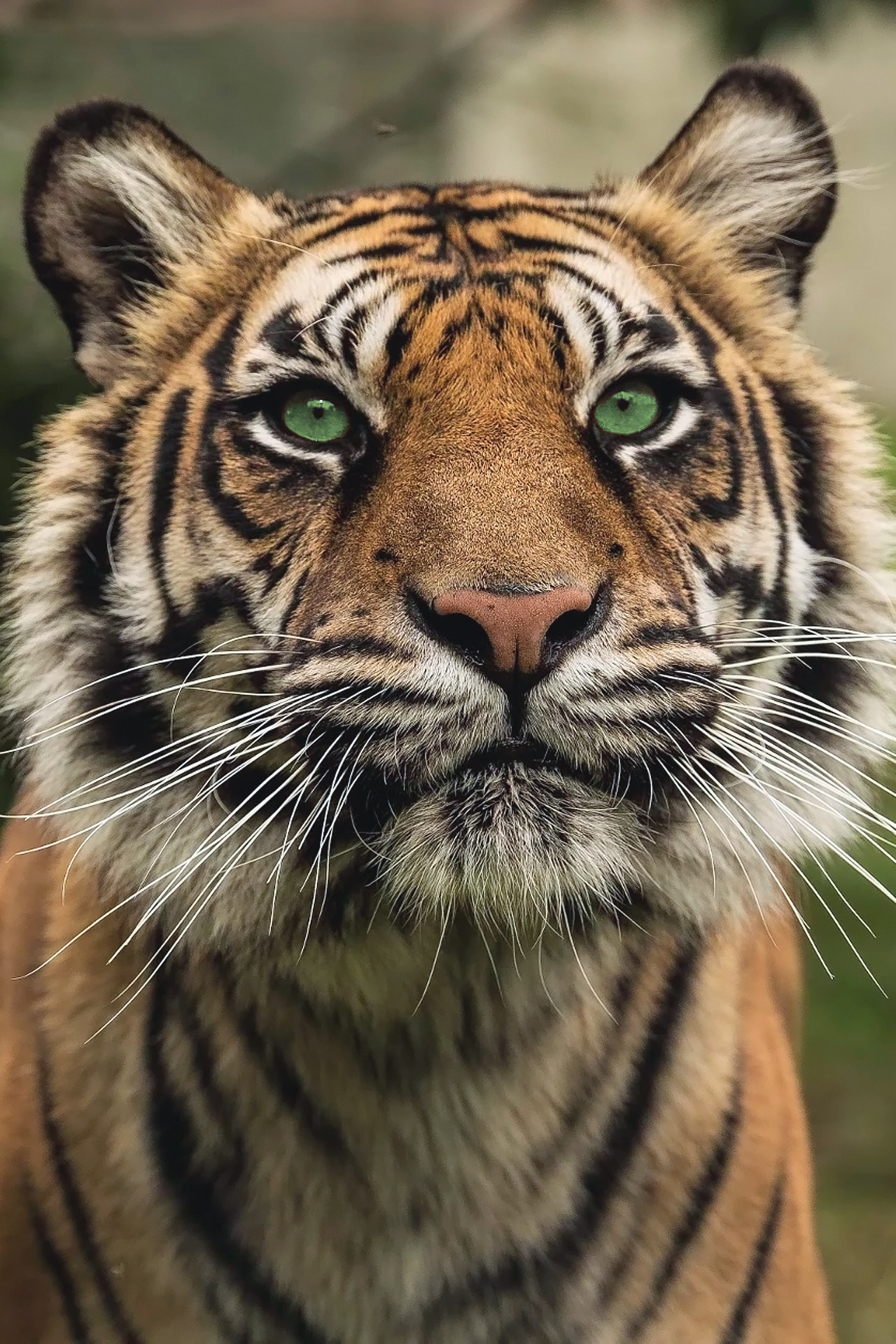 souhailbog: Tiger Series By Colin Langford 