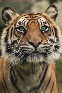 souhailbog: Tiger Series By Colin Langford