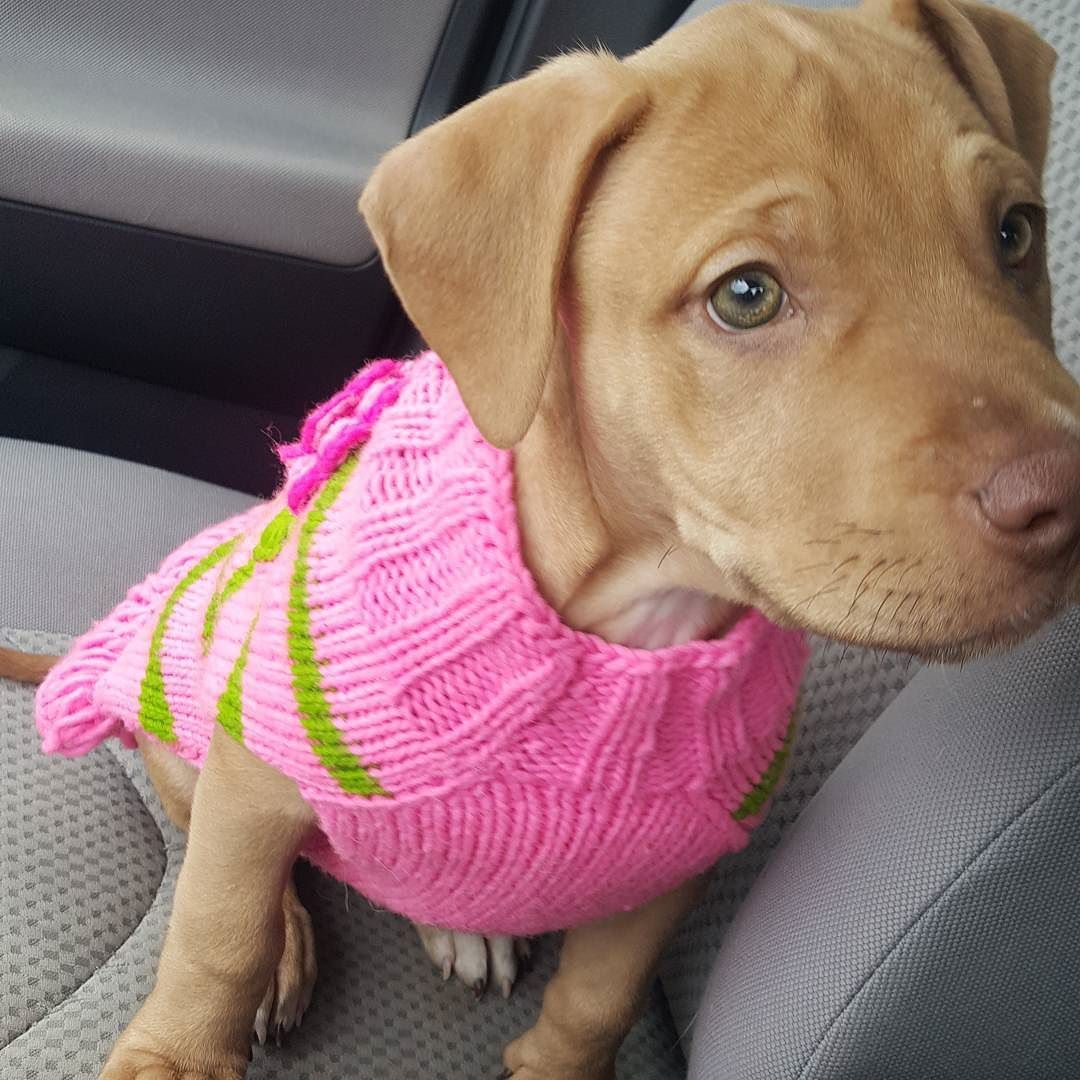Decided on May as a name. Also decided that she cannot be adopted out as a puppy