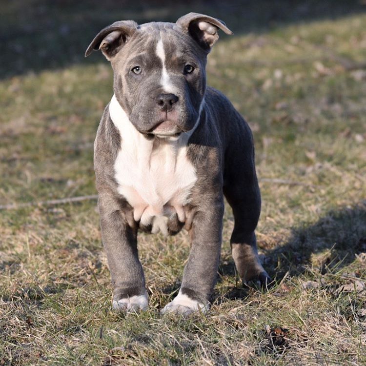 american bully 3 months