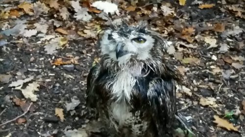 urulokid: importantbirds: human please to sTOP your staring i am the DAMP because the RAIN and makes