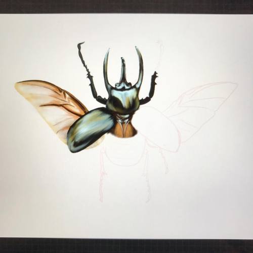 art-not-logic:I’ve loved horned beetles for a long time, now I’m finally taking the time to draw one