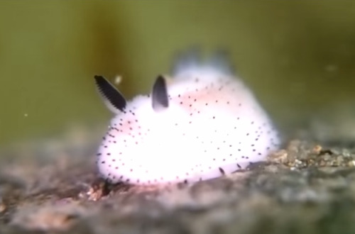 buzzfeed:People Are Going Crazy Over These Adorable “Sea Bunny” Slugs 