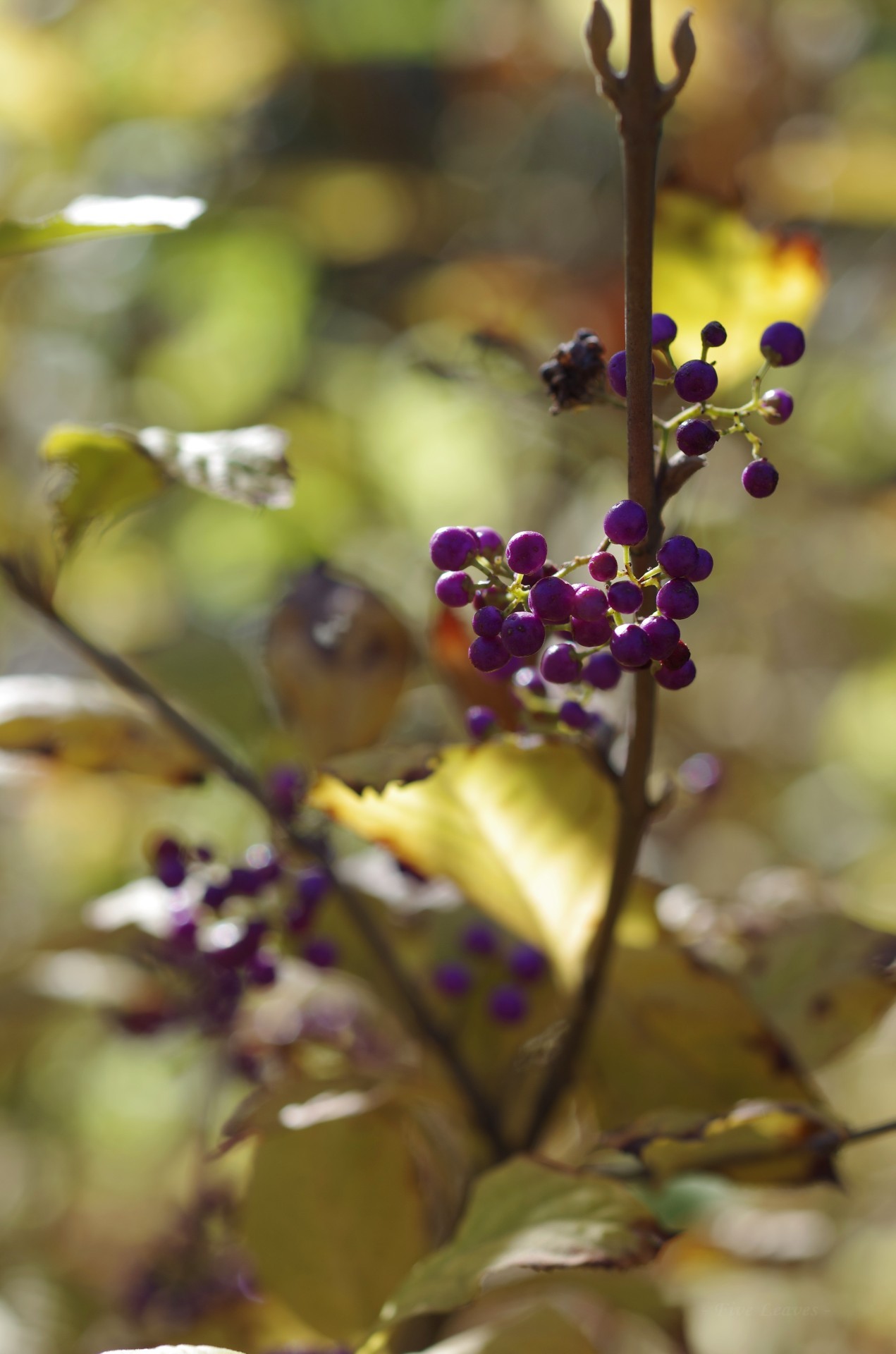 This Ivy House Uyamt 紫式部 むらさきしきぶ Japanese Beautyberry