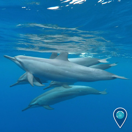 March Is Dolphin Awareness Month, And Here At Sanctuaries, We Love Our Dolphins! 