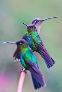 expression-venusia:Hummingbirds — phot