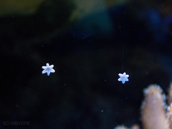 sci-universe:Tiny starfishes I captured in the aquariums of Artis Royal Zoo, Amsterdam