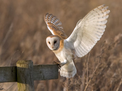 owlsday:  Barn Owl by Norman West on Flickr.