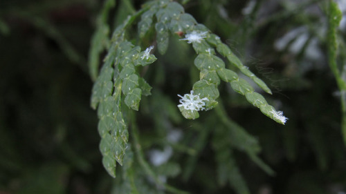 Snowflake on a cedar branch 01/15/2018