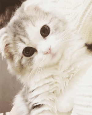 babycreampufff:  tokkeki:   Yume🐱🐾ゆめ NA;ROKGJV/WJVOFJEORIGJVNOOOOAGGGHH