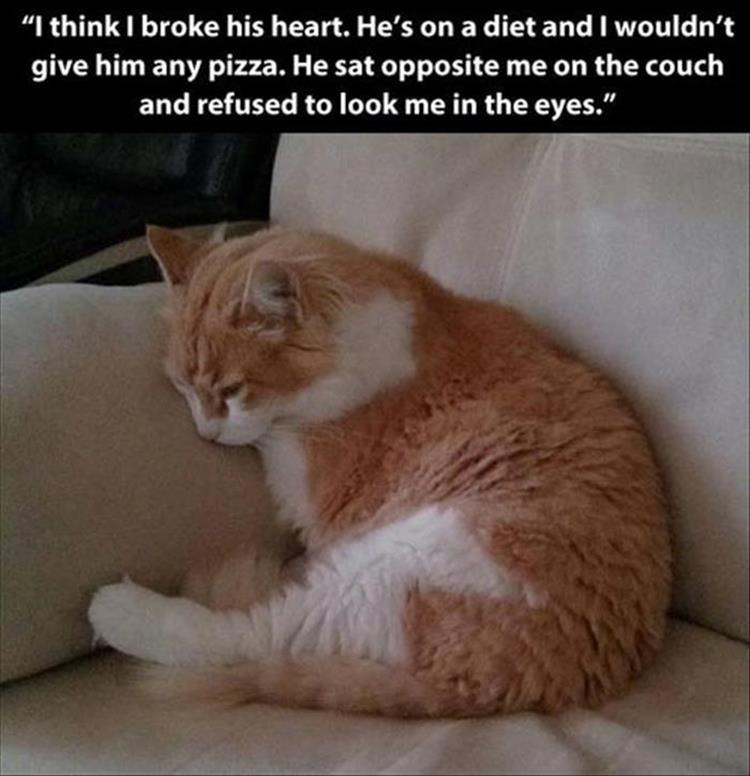 pr1nceshawn:  Life with pets. 