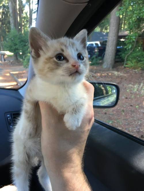 This is my kitten. There are many like it, but this one is mine. My kitten is my best friend. It is my life. I must master it as...