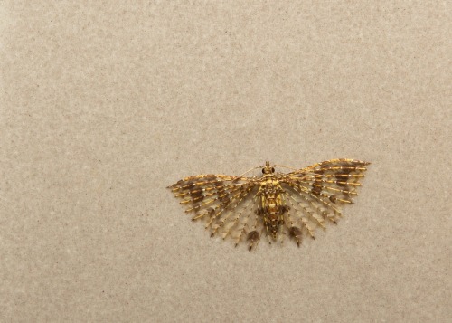 sinobug:Many-plumed Moth (Alucita cf. spilodesma, Alucitidae)by Sinobug (itchydogimages) on Flickr.P