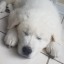 fluffywump