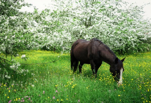 ambermaitrejean:serendipity…one horse in a field abloomlost on a back road Photos and haiku by Amber