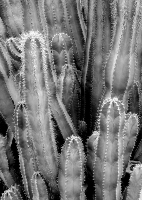fourcornersguy: Cactus Cluster  A closer look at the spiny columns of a large cactus plant at the De